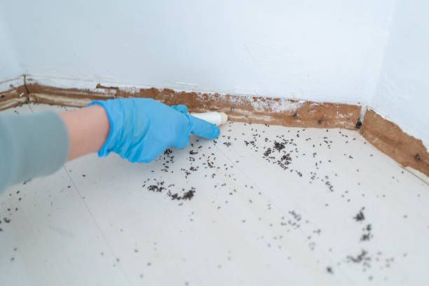 Best Termite Inspection and Treatment  in Paulina, LA